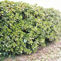 seto de arbol de jade